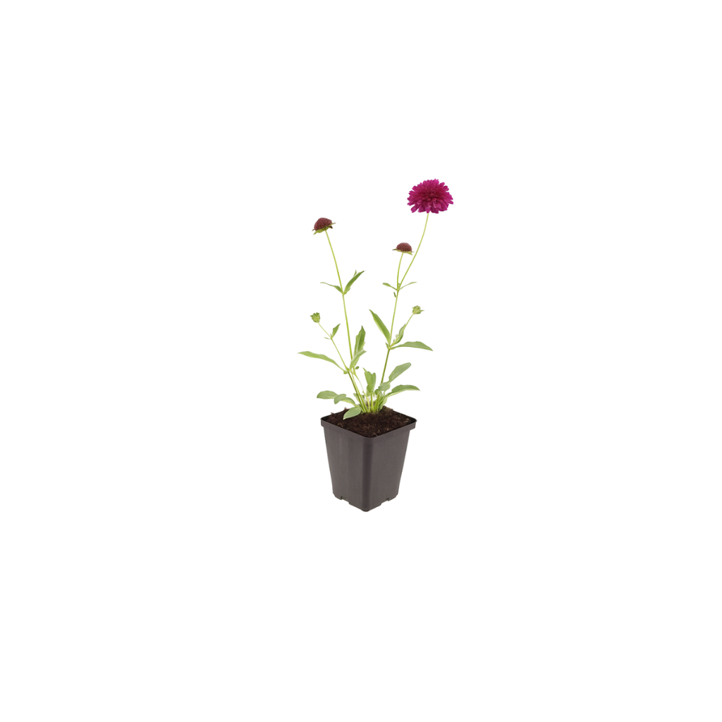 Knautia macedonica (beemdkroon) – 48 planten, Ø9 cm, 10–25 cm hoog