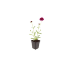 Knautia macedonica (beemdkroon) – 48 planten, Ø9 cm, 10–25 cm hoog