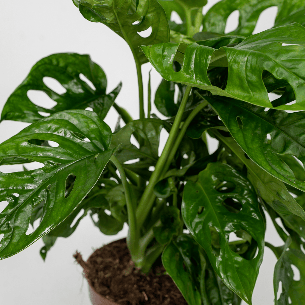 2× Monstera Monkey Leaf (plante percée) – Ø12 cm, 30 cm de haut