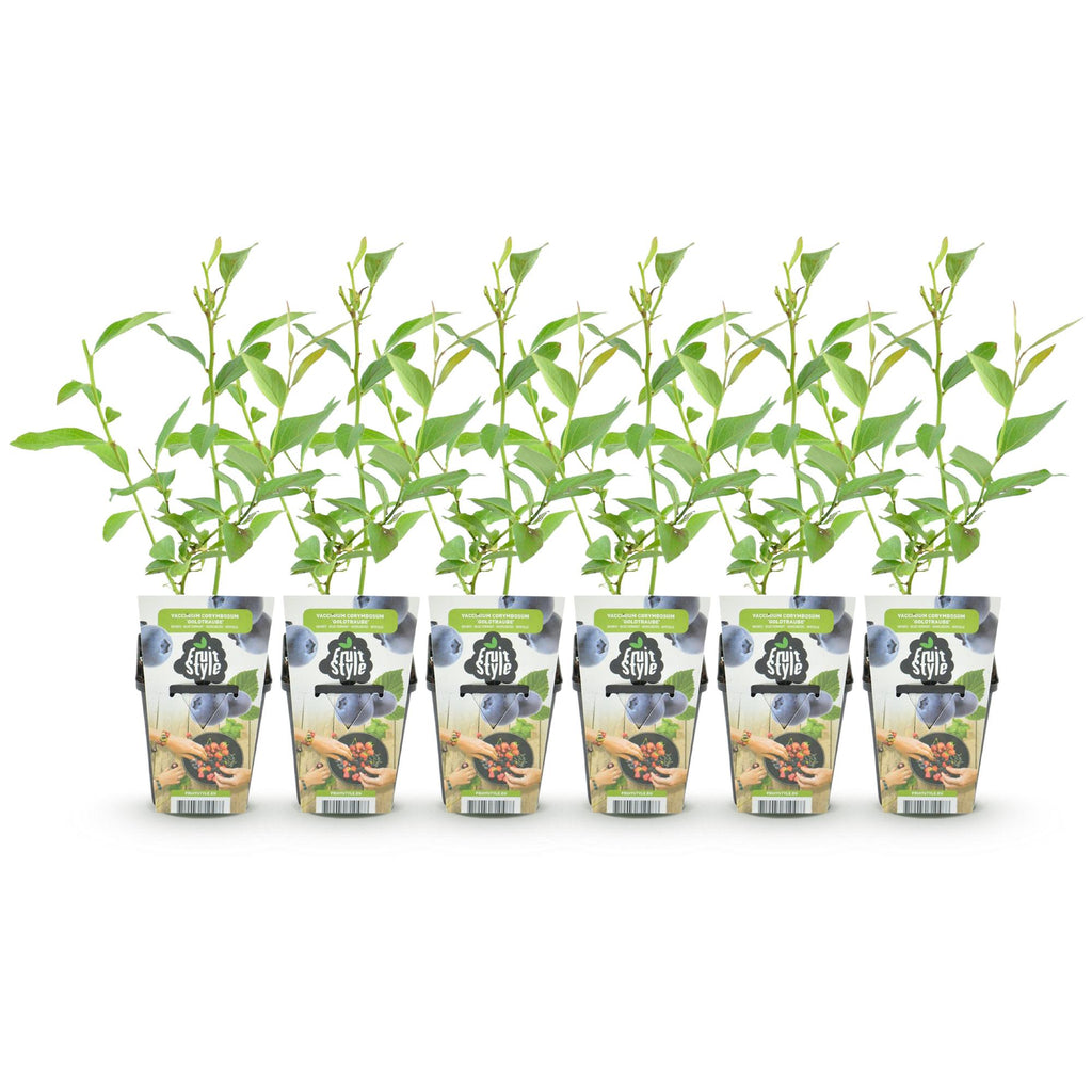 Vaccinium corymbossum 'Goldtraube' (blueberry) – 6 plants, Ø9 cm, 35 cm high – photo 2