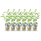 Vaccinium corymbossum 'Goldtraube' (blueberry) – 6 plants, Ø9 cm, 35 cm high