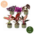 6× Babyplantjes Paradise Mix incl. Linnea Olive – Ø6 cm, 10–15 cm hoog