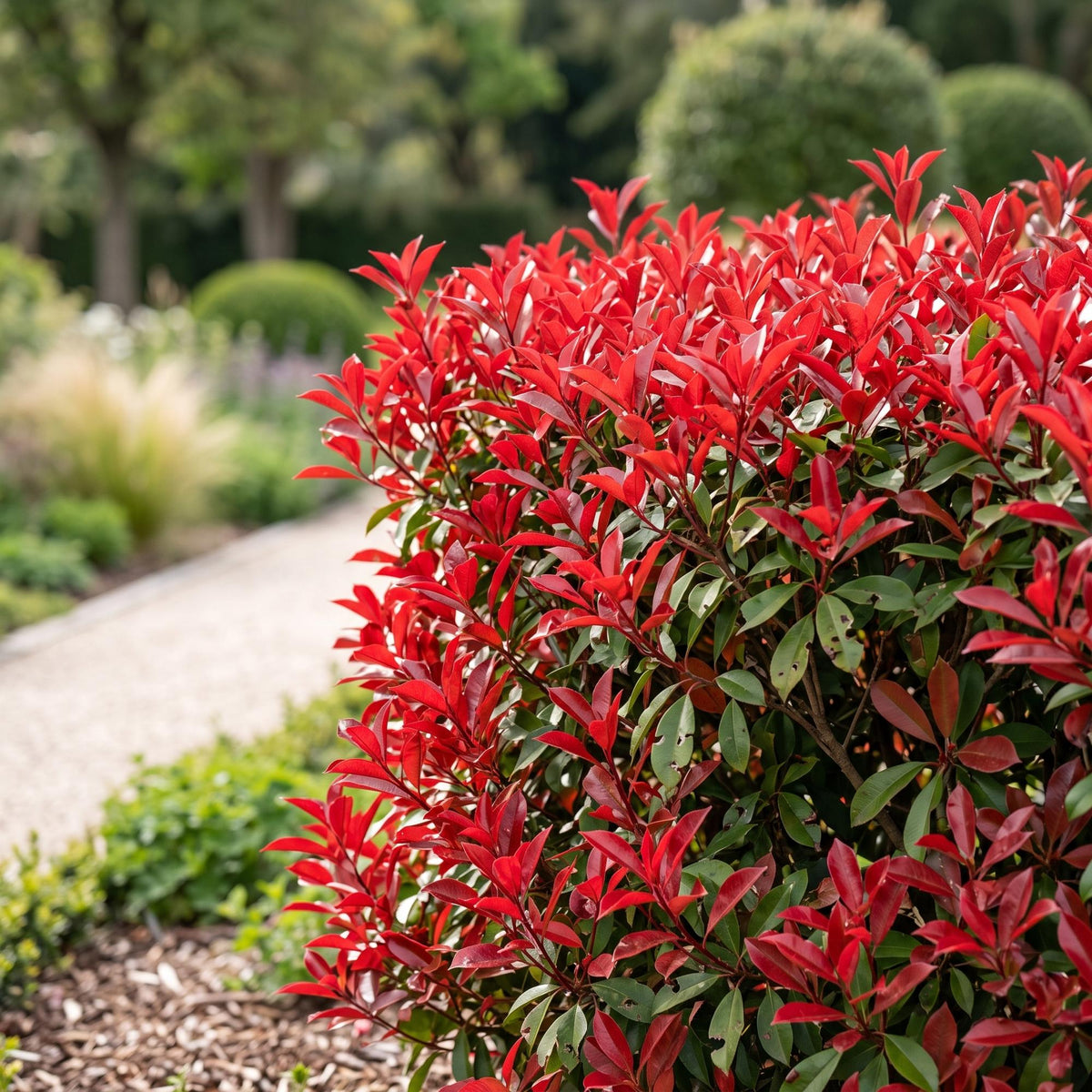 Photinia fraseri 'Little Red Robin' (photinia) – rouge – 40 plants, Ø9 cm, 25–35 cm de haut – photo 5