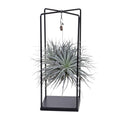 Tillandsia Cube Mix 1 Stück (Luftpflanze) – Ø20 cm, 20 cm hoch