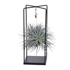 Tillandsia Cube Mix 1 Stück (Luftpflanze) – Ø20 cm, 20 cm hoch