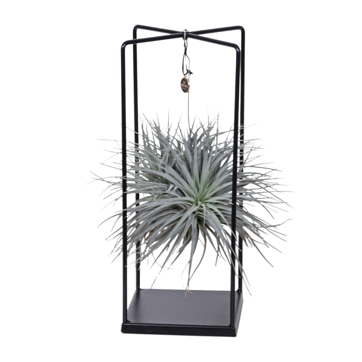 Tillandsia Cube Mix 1 Stück (Luftpflanze) – Ø20 cm, 20 cm hoch