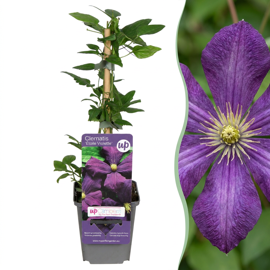 Clematis 'Etoile Viol' (bosrank) – paars – 4 planten, Ø9 cm, 35 cm hoog