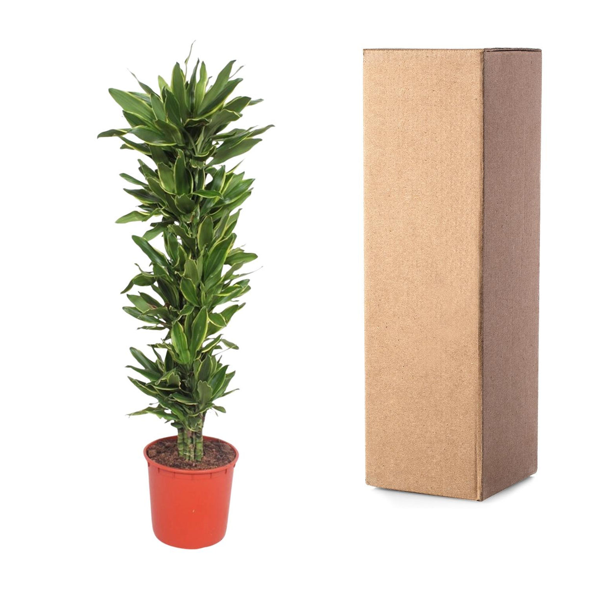Dracaena Golden Coast (drakenboom) – Ø34 cm, 200 cm hoog