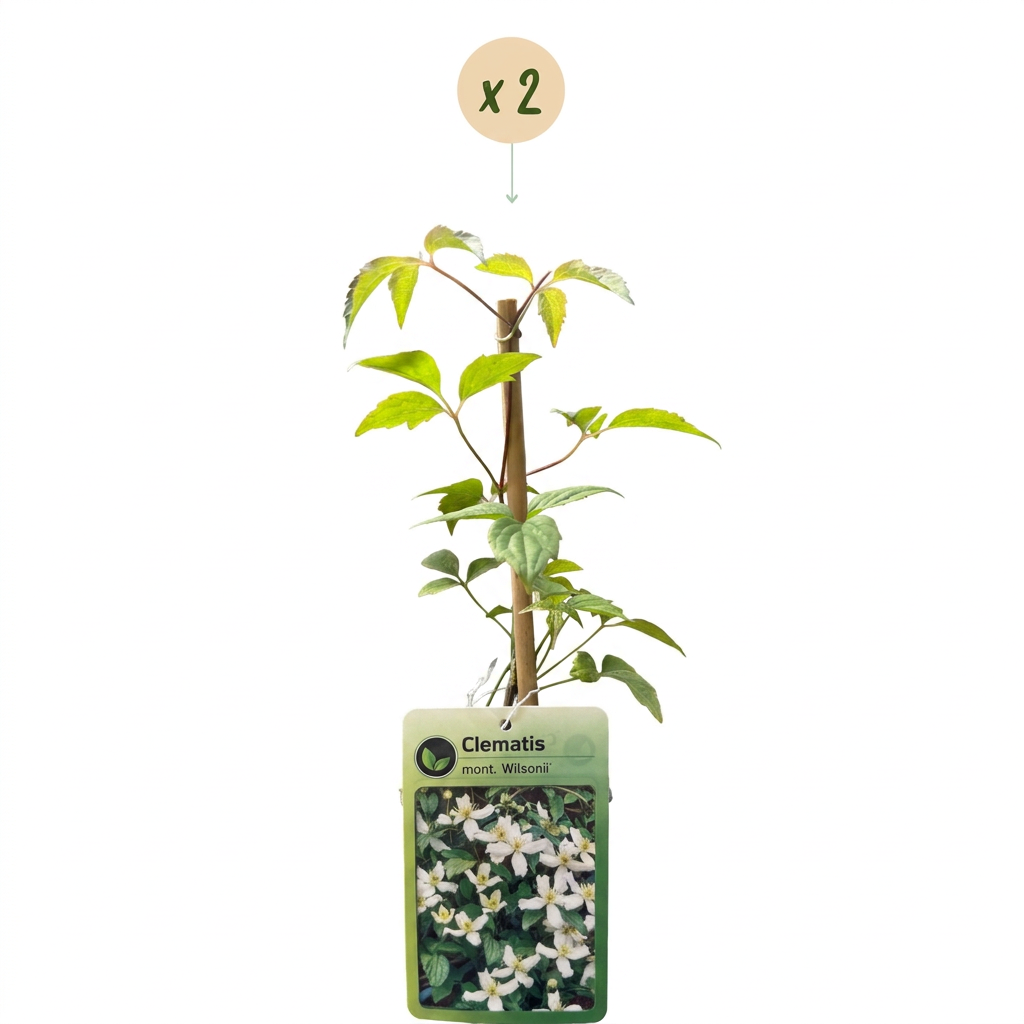 Clematis montana 'Wilsonii' (clématite grimpante) – blanc – 2 plants, Ø9 cm, 35 cm de haut – photo 2