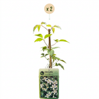 Clematis montana 'Wilsonii' (clématite grimpante) – blanc – 2 plants, Ø9 cm, 35 cm de haut