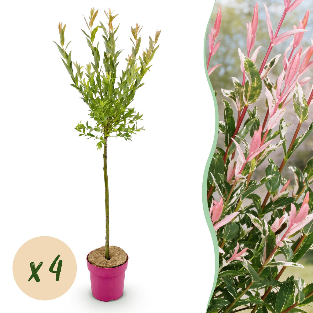 Salix 'Flamingo' (Weide) – 4 Pflanzen, Ø 19 cm, 90–100 cm hoch