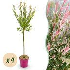 Salix 'Flamingo' (Weide) – 4 Pflanzen, Ø 19 cm, 90–100 cm hoch