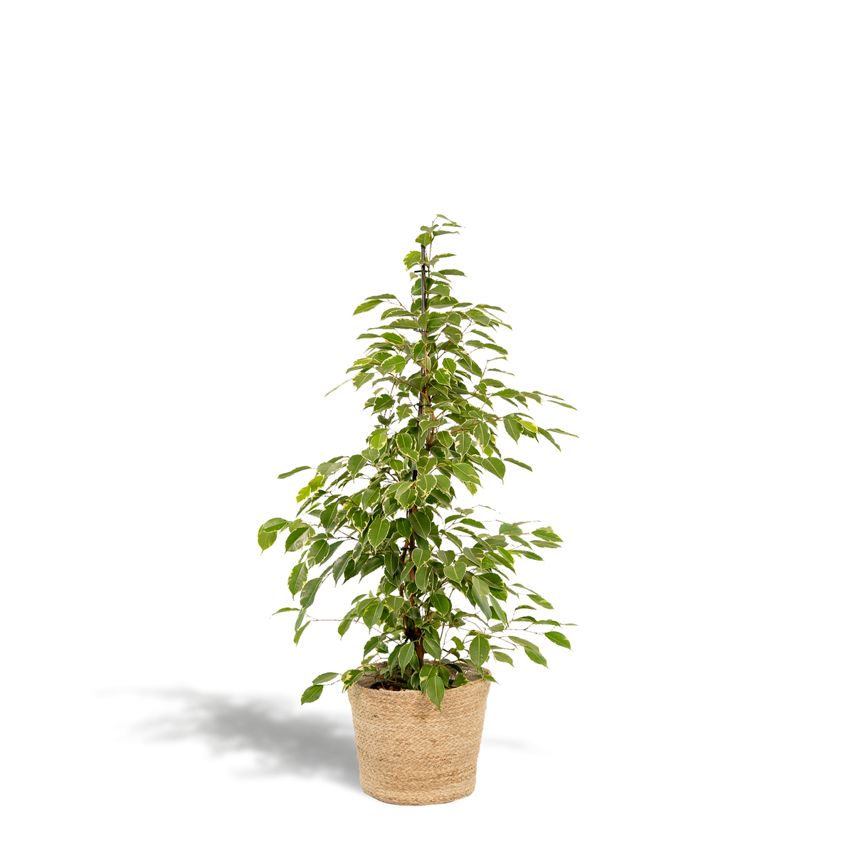 Ficus benjamina Goldenking (grædefigus) med kurv selin – Ø21 cm, 95 cm høj
