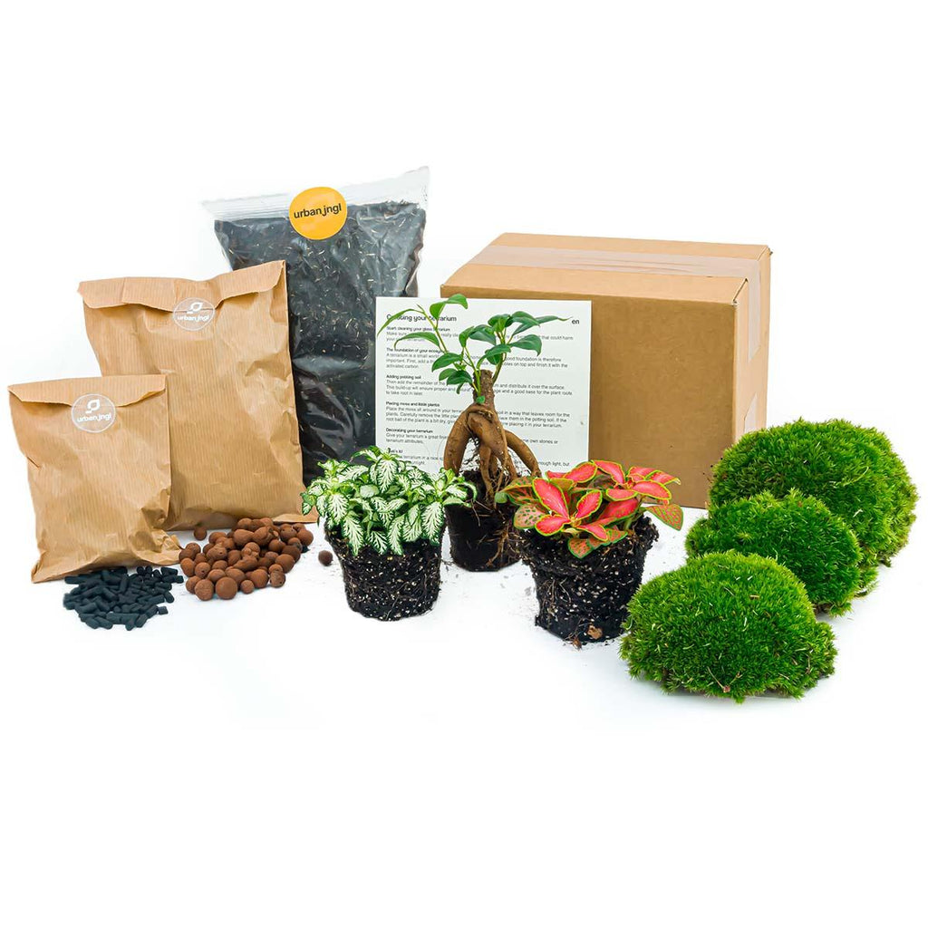 Ficus Ginseng bonsai – Ø6 cm – terrarium navulling startpakket