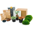 Ficus Ginseng bonsai – Ø6 cm – terrarium navulling startpakket