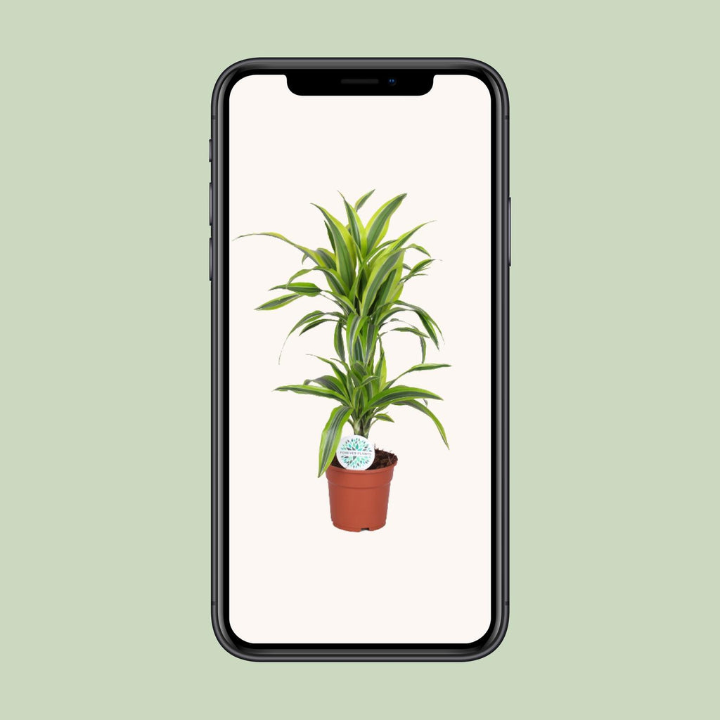 Dracaena Lemon Lime (Drachenbaum) – Ø 17 cm, 65 cm hoch