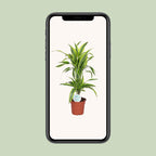 Dracaena Lemon Lime (Drachenbaum) – Ø 17 cm, 65 cm hoch