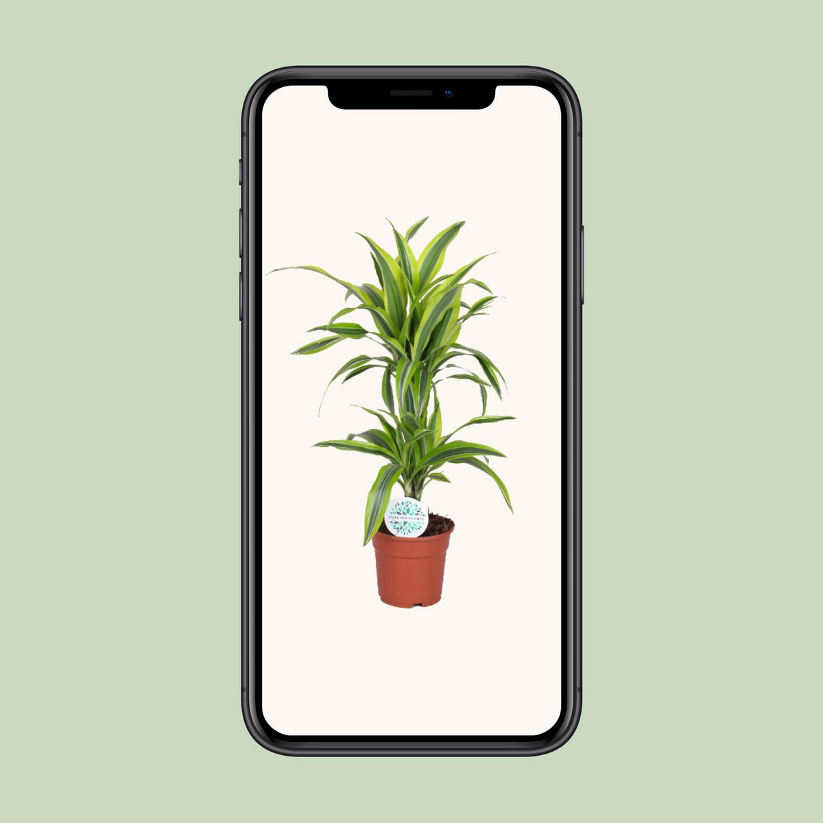 Dracaena Lemon Lime (drakenboom) – Ø17 cm, 65 cm hoog