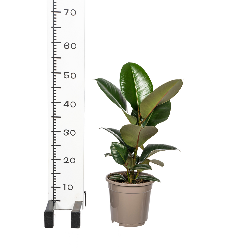 Ficus elastica Robusta (rubberplant) – Ø17 cm, 50–60 cm hoog