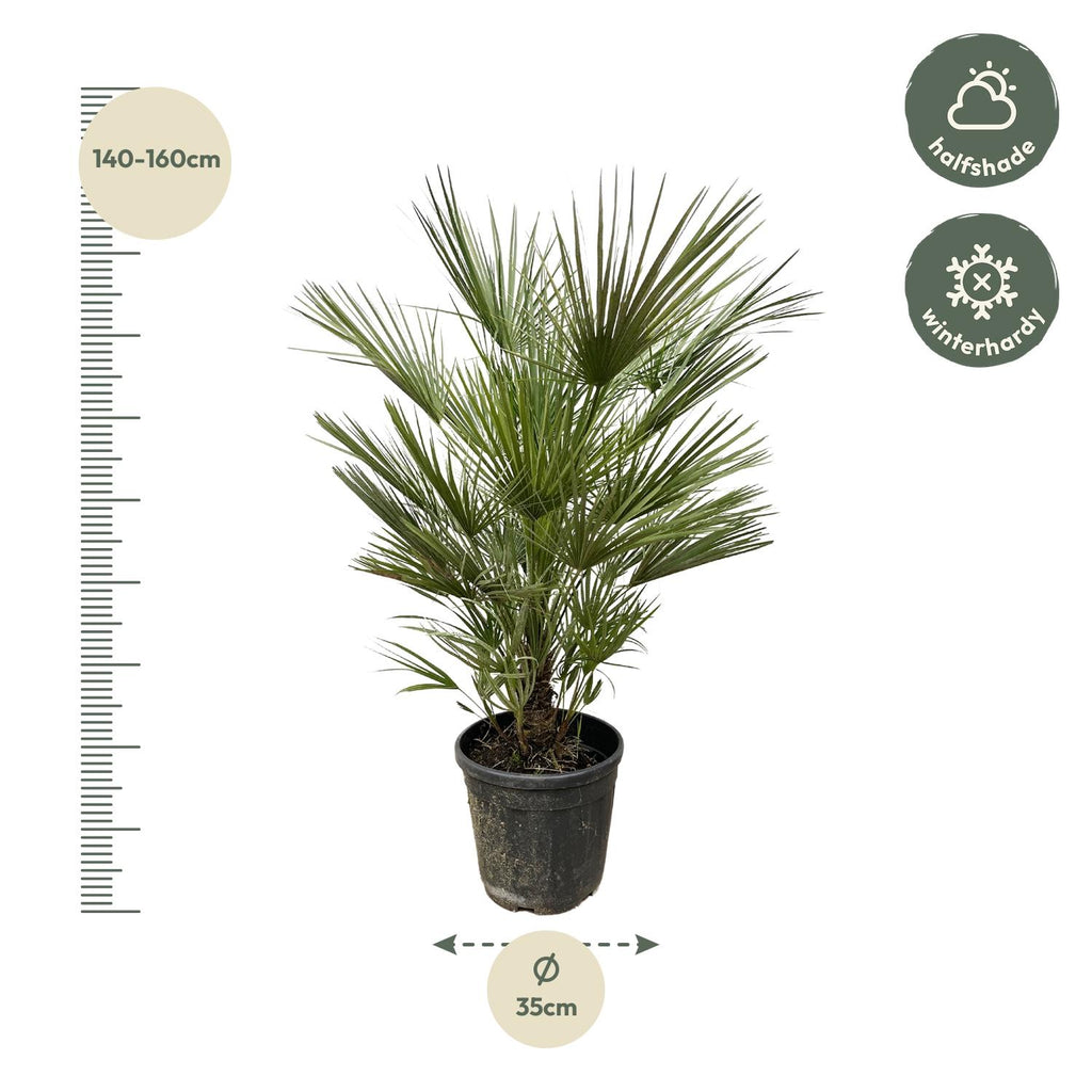 Chamaerops humilis (dwarf palm) – Ø30 cm, 150 cm high – photo 2