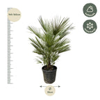 Chamaerops humilis (dwarf palm) – Ø30 cm, 150 cm high