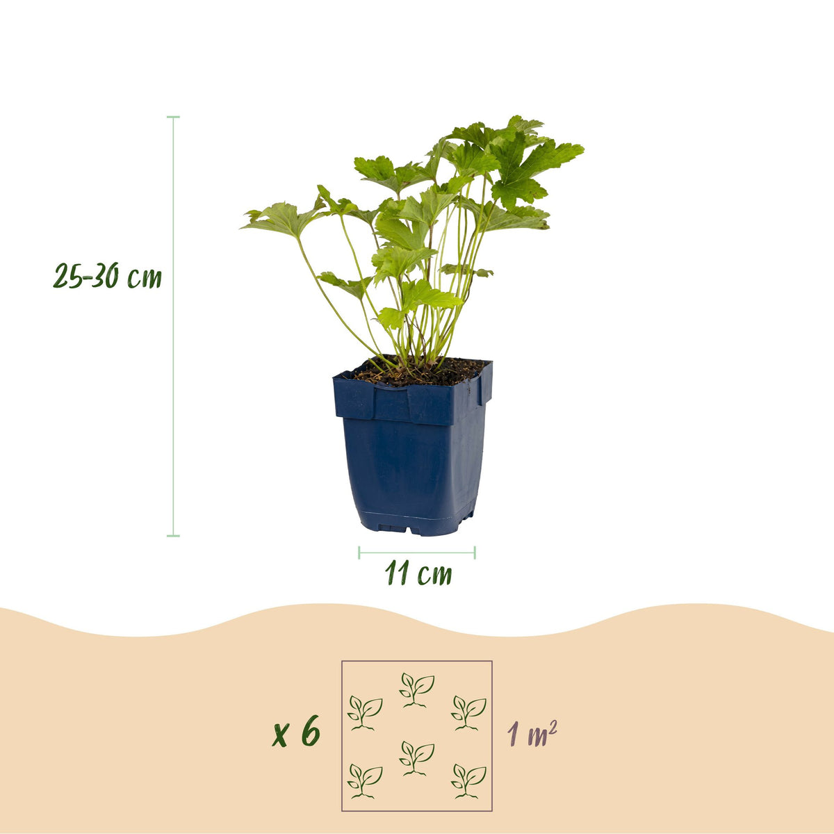 Pack de bordure ombrage – 12 plantes, Ø11 cm, 15–25 cm de haut – photo 3