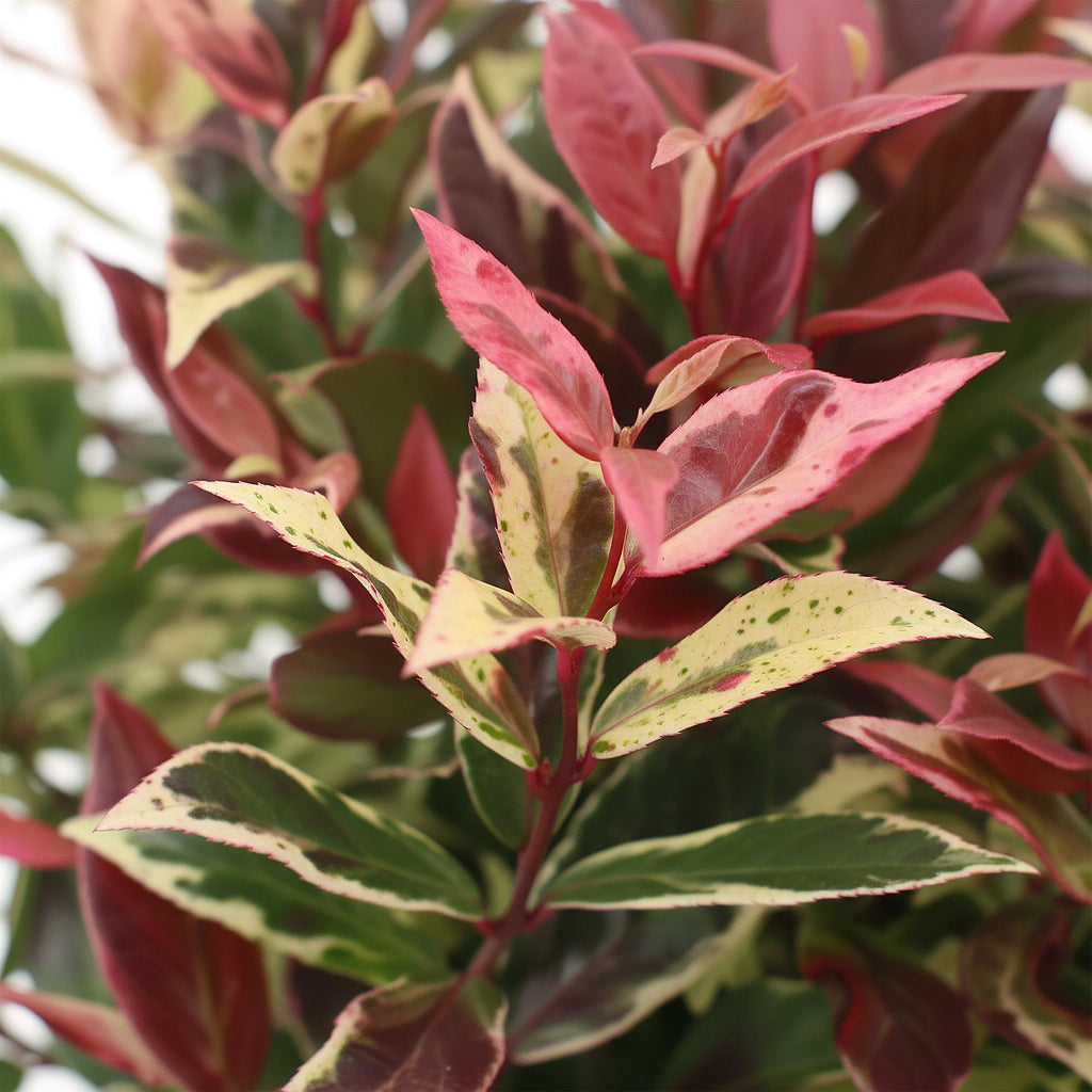 Leucothoe 'Colour Diamond' – brunet – Ø17 cm, 45 cm høj – billede 4