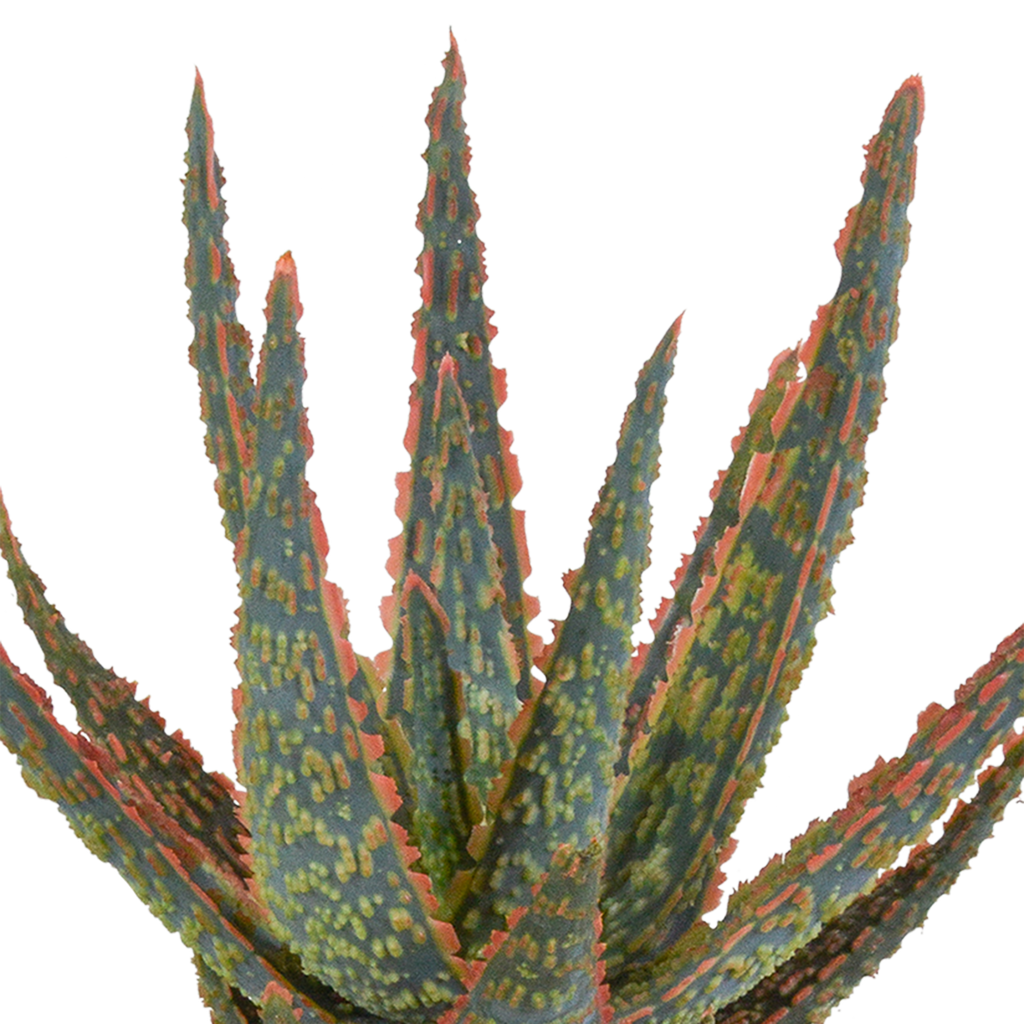 Aloe zebrina Dannyz (aloe) uden urtepotte – Ø11 cm, 23 cm høj
