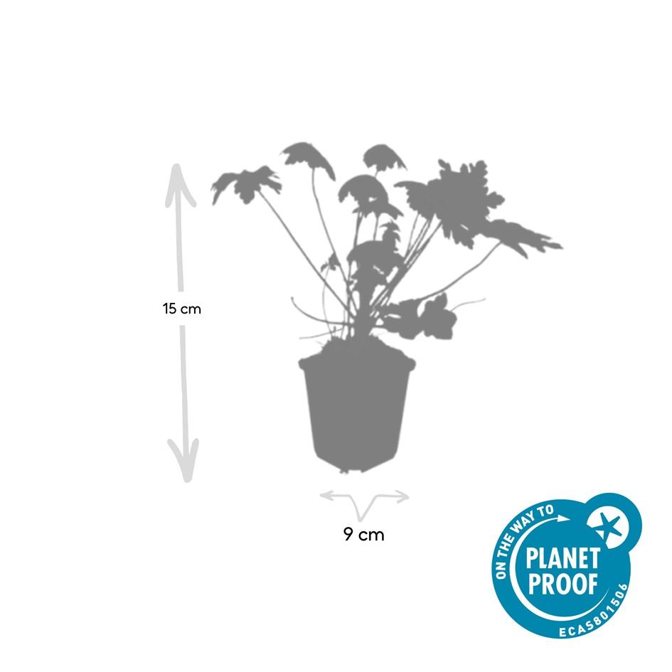 Géranium macrorrhizum 'Spessart' (géranium vivace) – 6 plantes, Ø9 cm, 10–25 cm de haut – photo 5