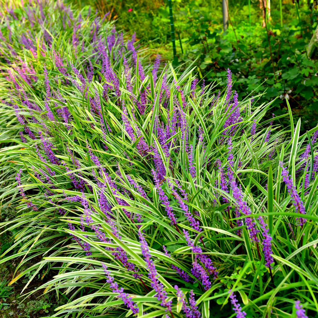 Liriope muscari 'Moneymaker' (lily grass) – 60 plants, Ø9 cm, 10–25 cm high – photo 11