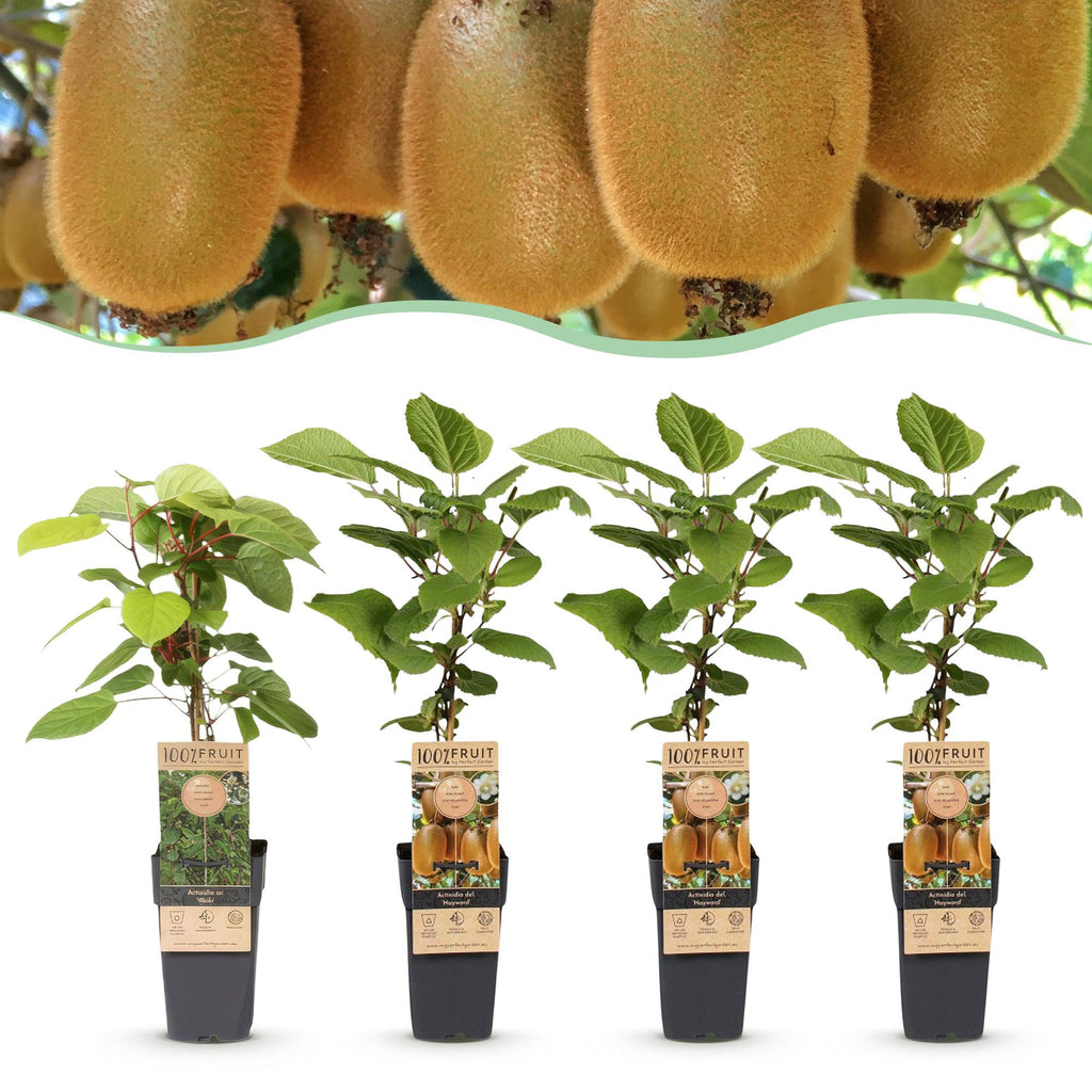 Actinidia 'Weiki & Hayward' (kiwi) – Ø15 cm, 50 cm de haut – art. 59118
