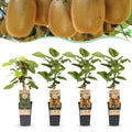 Actinidia 'Weiki & Hayward' (kiwi) – Ø15 cm, 50 cm de haut – art. 59118