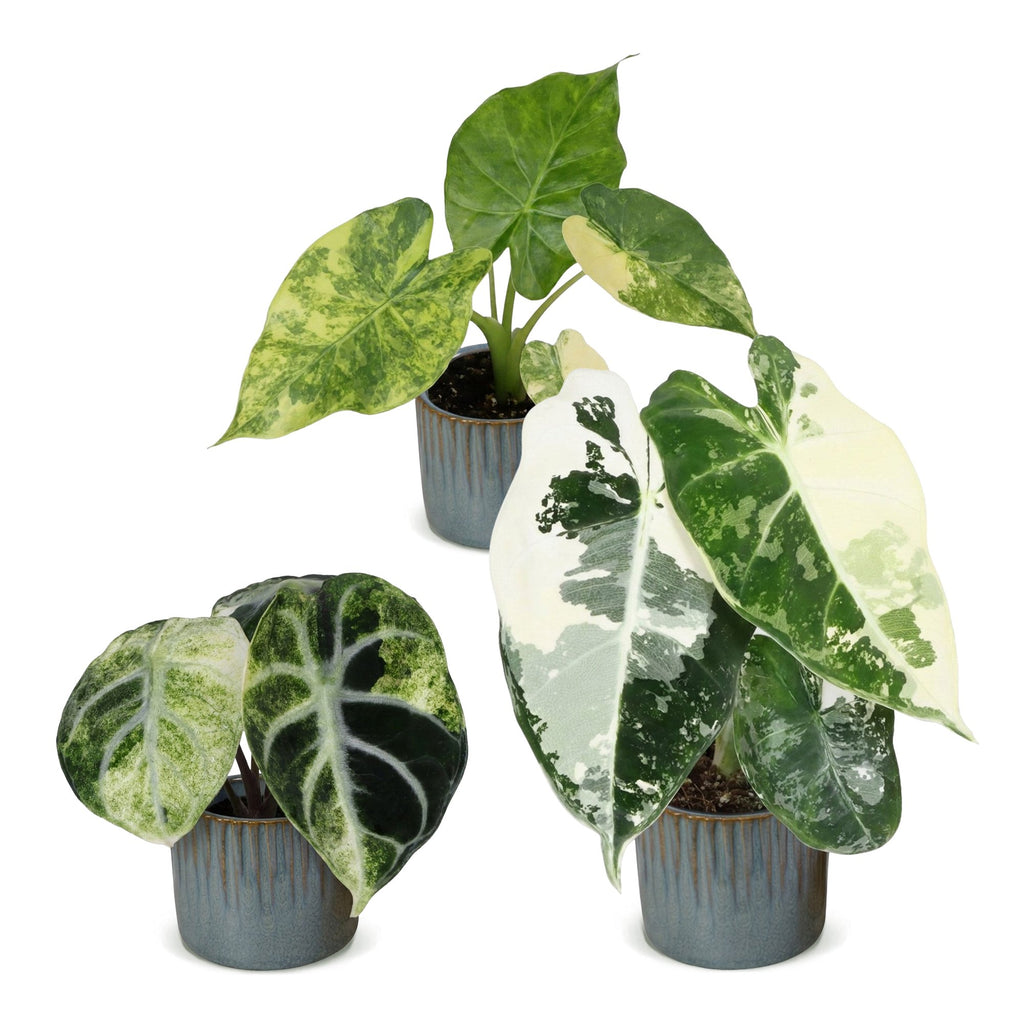 3× Baby Alocasia Tricolour Variegata (elefantøre) incl. Linnea Misty Blue – Ø6 cm, 5–15 cm høj