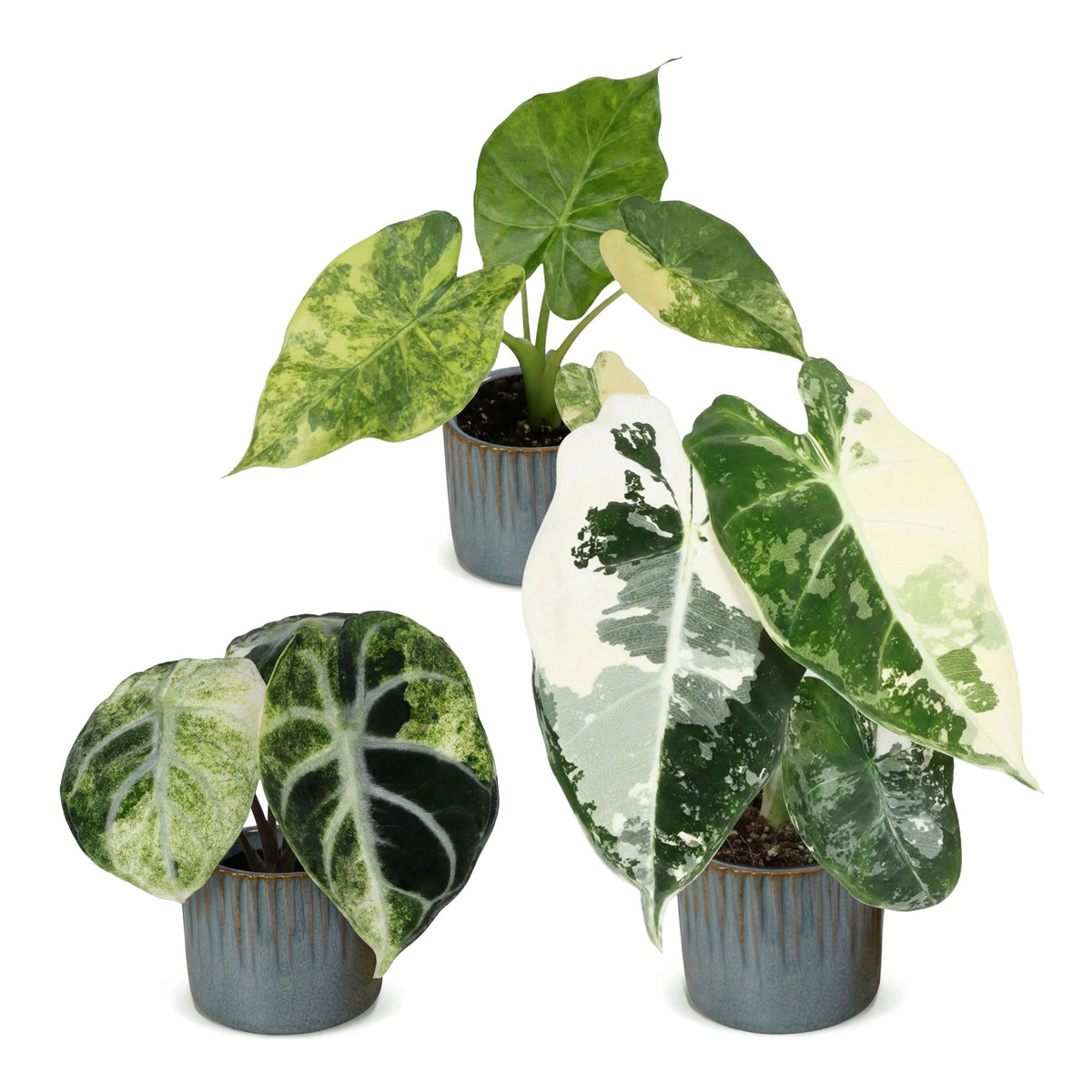 3× Baby Alocasia Tricolour Variegata (elefantøre) incl. Linnea Misty Blue – Ø6 cm, 5–15 cm høj