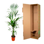 Kentia palm (Howea) – Ø25 cm, 170 cm hoog