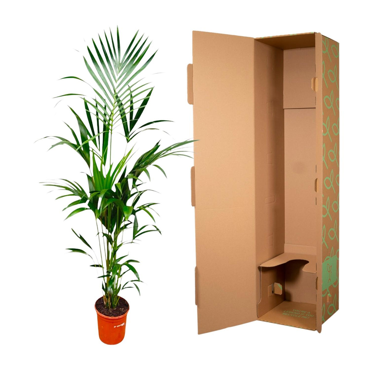 Kentia palm (Howea) – Ø25 cm, 170 cm hoog