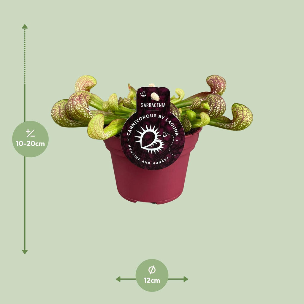 Sarracenia Psittacina (trompetbekerplant) – Ø12 cm, 13 cm hoog