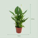 Spathiphyllum (lepelplant) – Ø12 cm, 35–40 cm hoog