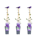 Clematis 'The President' (Virgin's-bow-del) – 3 plants, Ø15 cm, 65 cm high