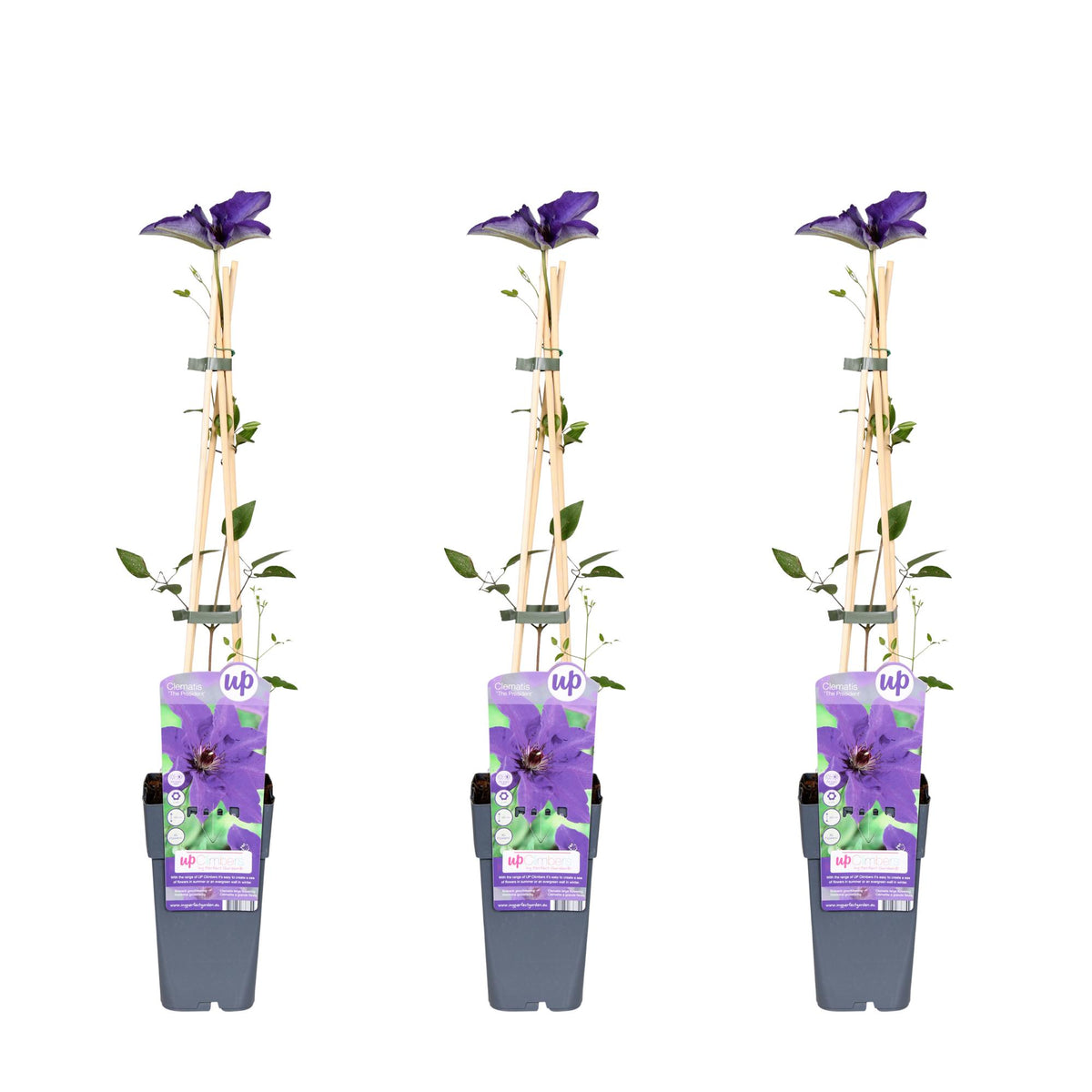 Clematis 'The President' (bosrank) – 3 planten, Ø15 cm, 65 cm hoog
