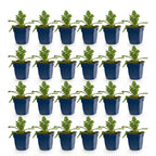 Scabiosa columbaria 'Butterfly Blue' (scabieuse) – violet – 24 plants, Ø11 cm, 15–25 cm de haut