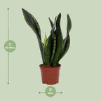 Sansevieria Whitney (vrouwentong) – Ø12 cm, 27 cm hoog
