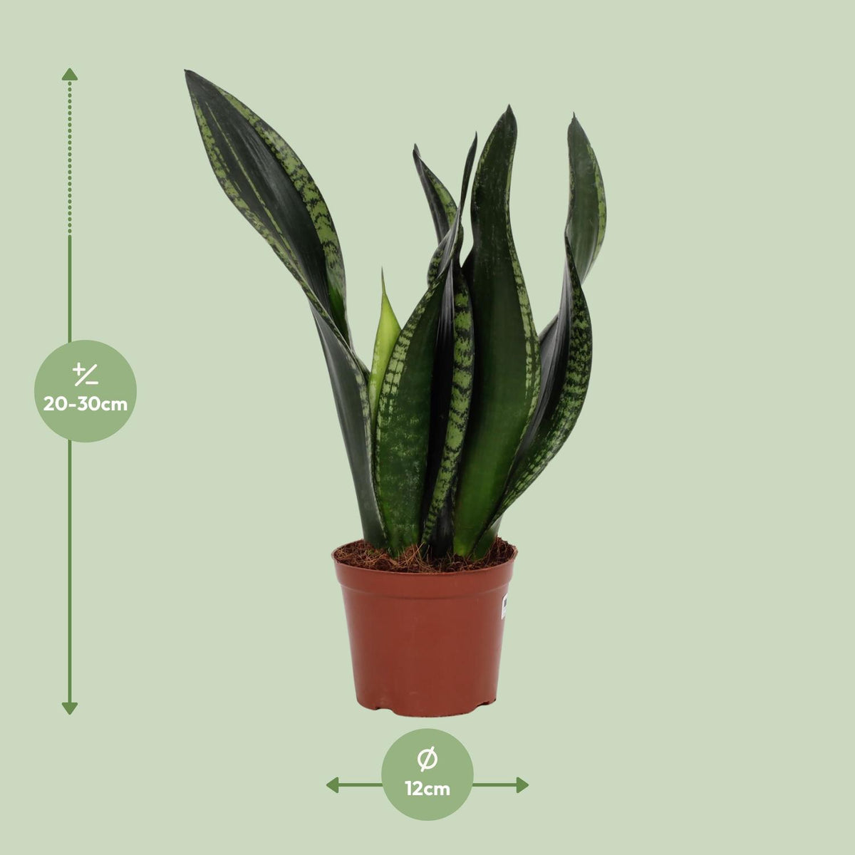 Sansevieria Whitney (vrouwentong) – Ø12 cm, 27 cm hoog