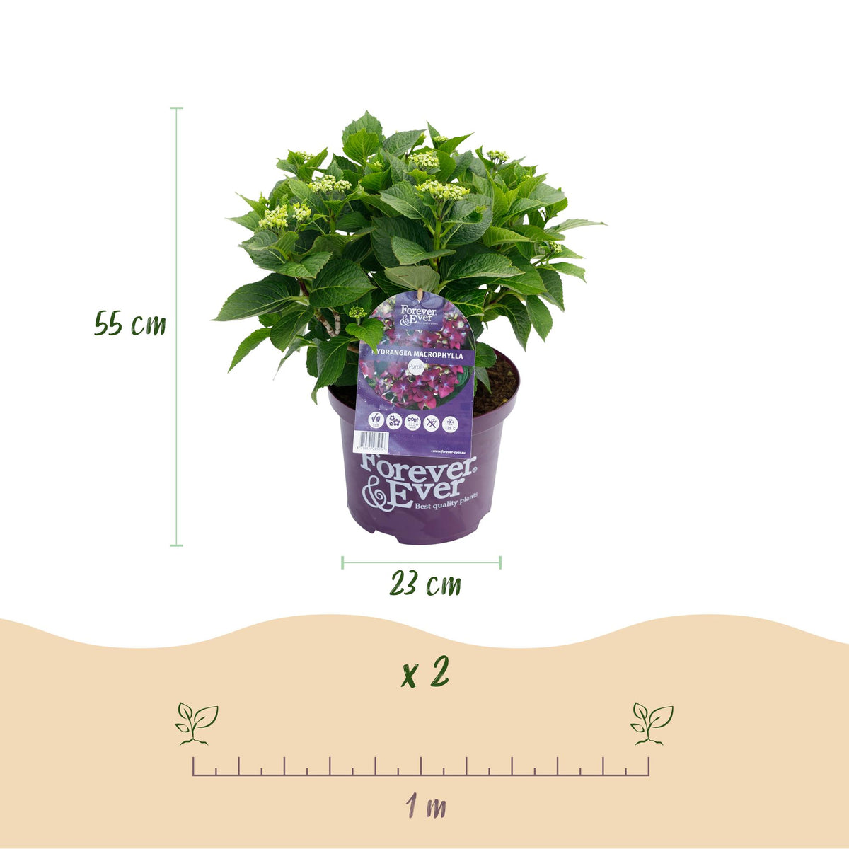 Hydrangea 'Forever & Ever' (hortensia) – paars – Ø23 cm, 55 cm hoog