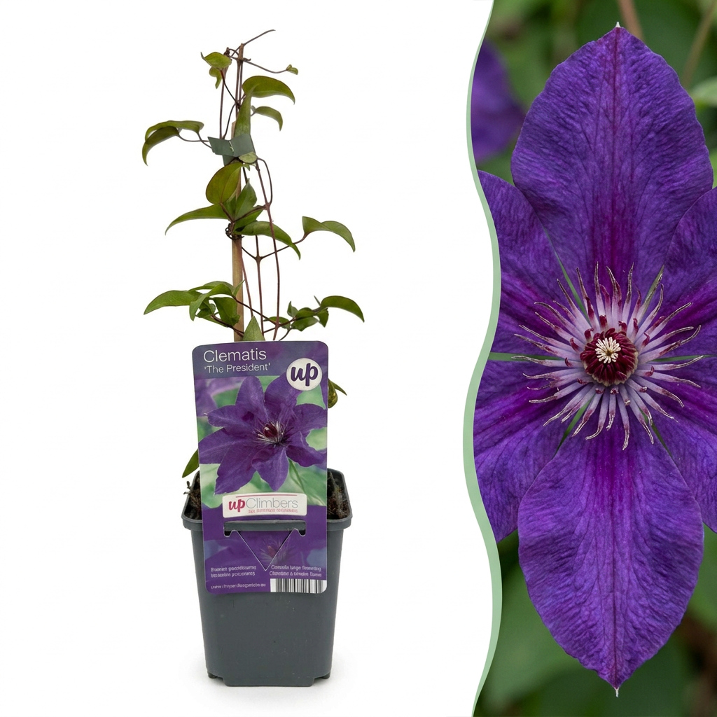 Clematis 'The President' (bosrank) – paars – 4 planten, Ø9 cm, 35 cm hoog