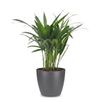 Areca lutescens (Dypsis) i grå Potter-pyntepotte – Ø12 cm, 45 cm høj
