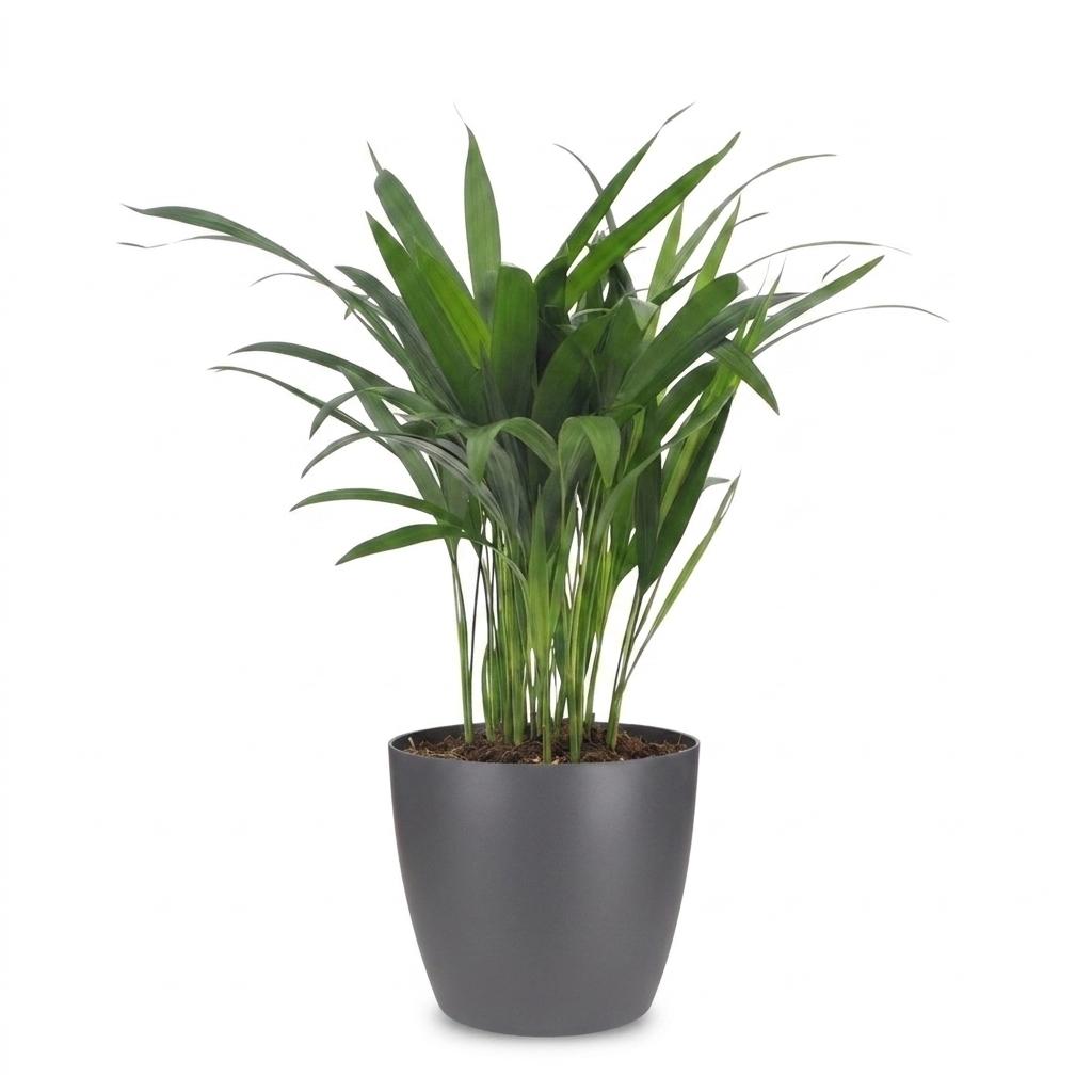 Areca lutescens (Dypsis) i grå Potter-pyntepotte – Ø12 cm, 45 cm høj