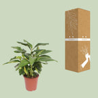 Alpinia Zerumbet Variegata (siergember) – Ø27 cm, 80 cm hoog