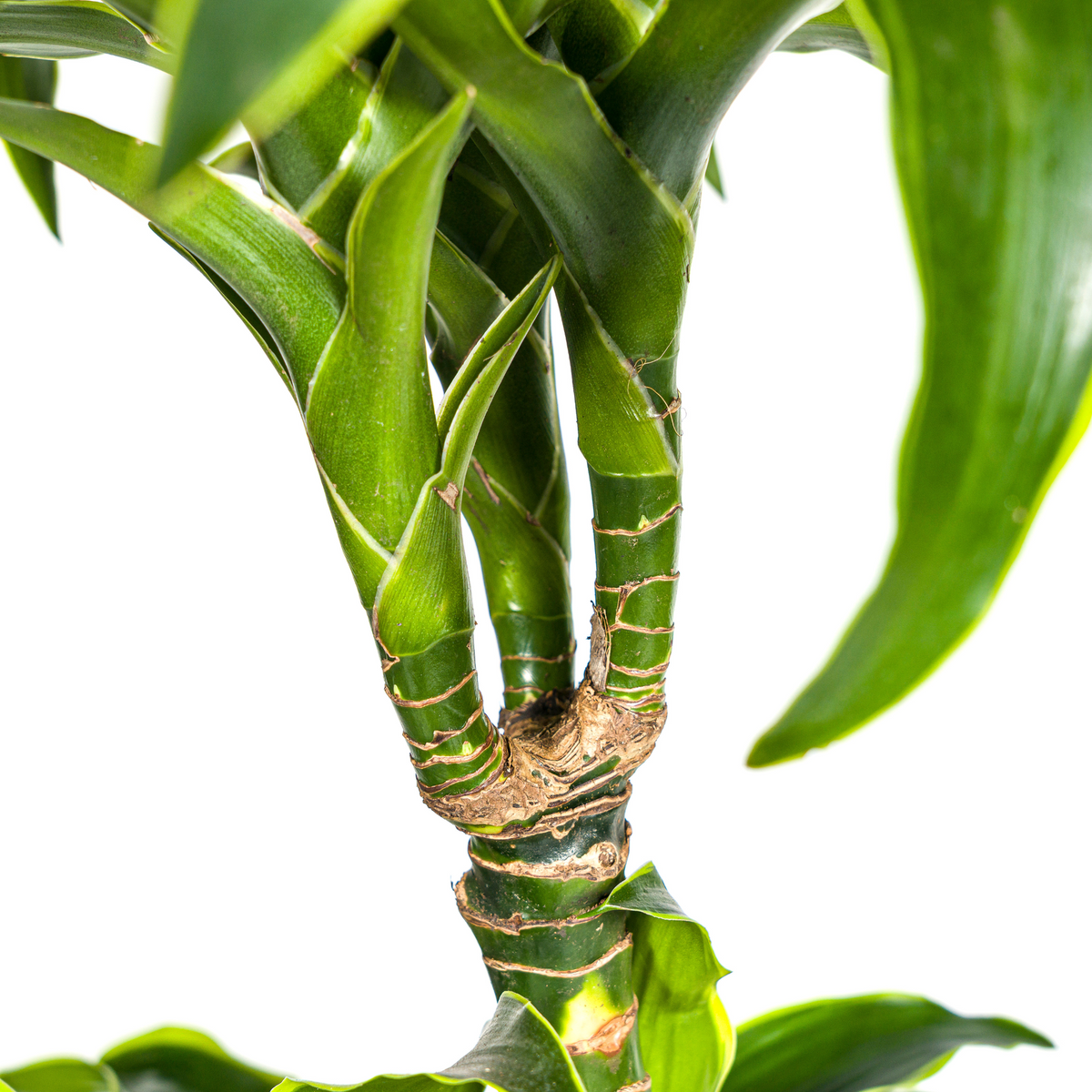 Dracaena Deremensis Dorado (drakenboom) met mand – Ø24 cm, 120–140 cm hoog