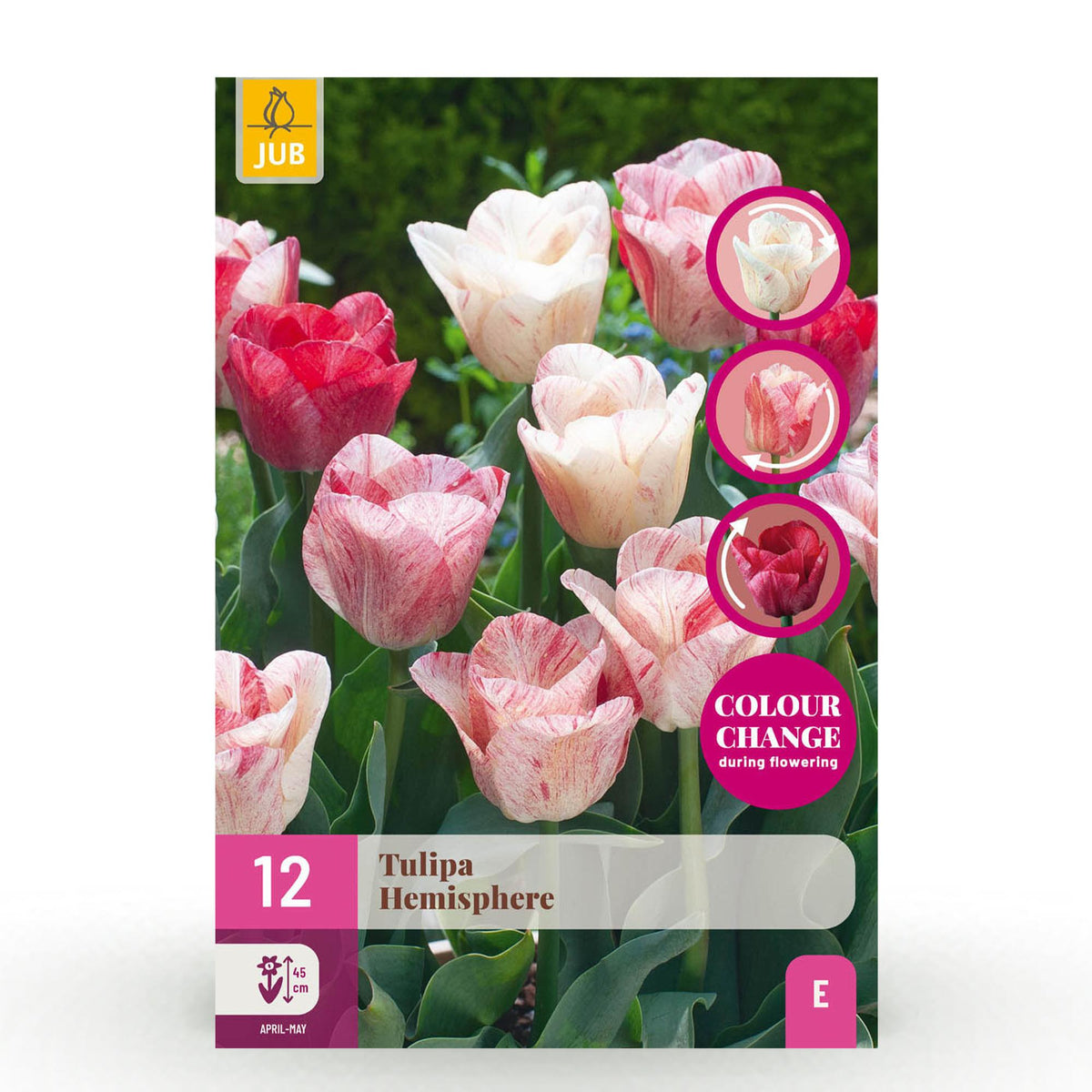 Tulpe 'Hemisphere' – 12 Blumenzwiebeln (Zwiebelgröße 11/12)